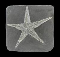 Etoile de mer fossile